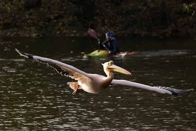 A zoo curator using a kayak tries to catch a pelican in order to move it into its winter enclosure at the zoo in Liberec, Czech Republic, Tuesday, November 16, 2021. (Photo by Petr David Josek/AP Photo)