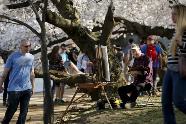 A painter works at his easel as visitors walk along the Tidal Basin to look at cherry blossoms in Washington March 24, 2016. (Photo by Jonathan Ernst/Reuters)