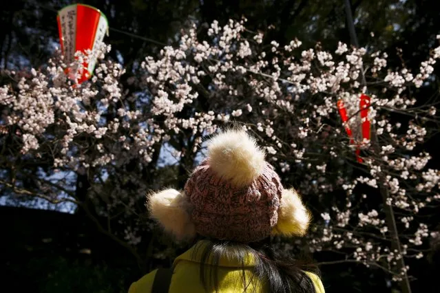 A woman looks at an early-blossoming cherry tree as Japan approaches Hanami, or cherry blossom season, in Ueno Park, Tokyo March 22, 2016. (Photo by Thomas Peter/Reuters)