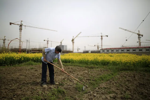 A farmer works on a farm in front of a construction site of new residential buildings in Shanghai, China, March 21, 2016. (Photo by Aly Song/Reuters)