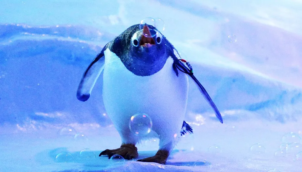 The Week in Pictures: Animals, March 1 – March 7, 2014