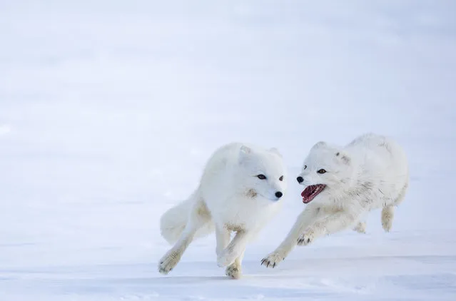 A female and a male white Arctic fox play after mating inside their enclosure, at the Arctic Fox Captive Breeding Station run by Norwegian Institute for Nature Research (NINA) near Oppdal, Norway, on March 23, 2023. (Photo by Lisi Niesner/Reuters)