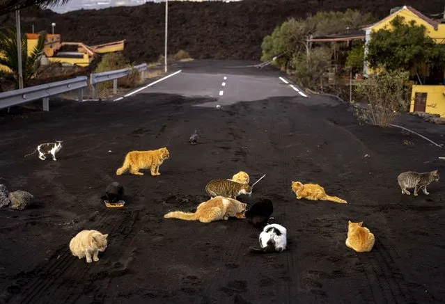 Abandoned cats wander in search of food at a road covered by ash and blocked by the lava at the exclusion zone near the volcano on the Canary island of La Palma, Spain, Friday, December 3 2021. The volcano is going strong and seismic activity in the area has increased in recent days. (Photo by Emilio Morenatti/AP Photo)