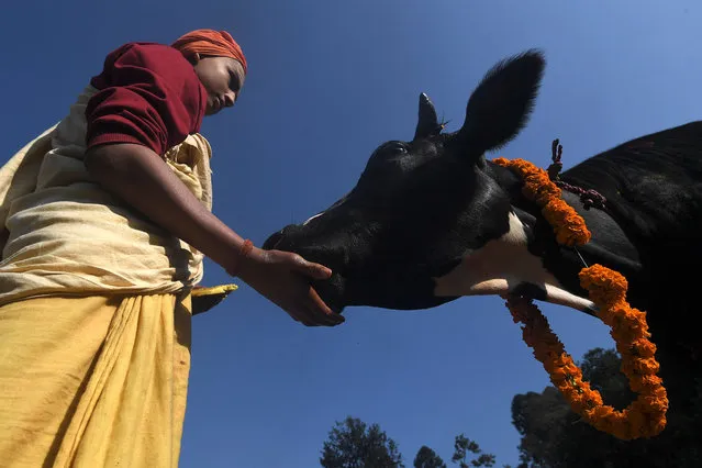 A Hindu devotee worships a cow regarded as an incarnation of the Hindu Goddess Laxmi during Tihar, the festival of lights that is celebrated at the same time as Diwali, in Kathmandu on November 4, 2021. (Photo by Prakash Mathema/AFP Photo)