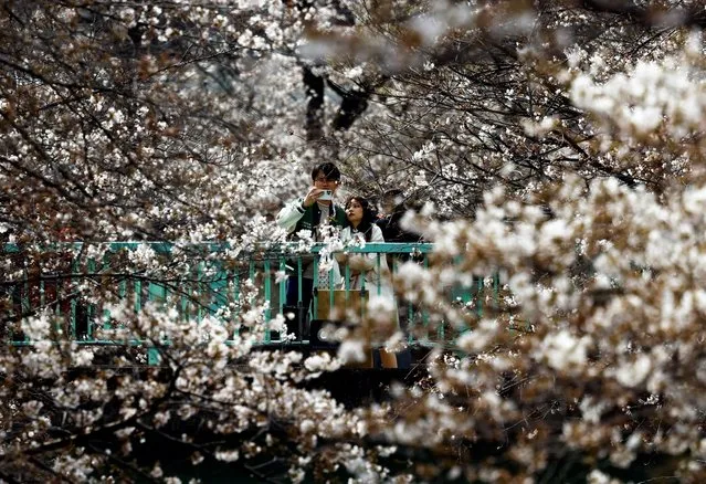 A man takes a photo with his smartphone amidst blooming cherry blossoms on a bridge in Tokyo, Japan, on April 2, 2024. (Photo by Issei Kato/Reuters)