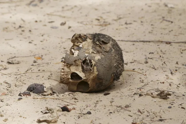 The skull of a decapitated man is seen at a mass grave in the recently retaken town of Damasak, Nigeria, March 20, 2015. Soldiers from Niger and Chad who liberated the Nigerian town of Damasak from Boko Haram militants discovered the bodies of at least 70 people, many with their throats slit, scattered under a bridge, a Reuters witness said. (Photo by Emmanuel Braun/Reuters)