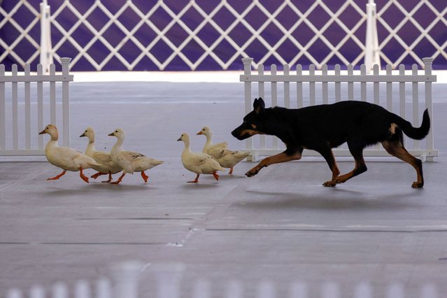 A dog herds ducks into a cage during the 148th Westminster Kennel Club Dog Show at the USTA Billie Jean King National Tennis Center in New York, on May 11, 2024. (Photo by Kena Betancur/Reuters)