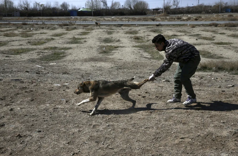 Dogs Problem in Tehran