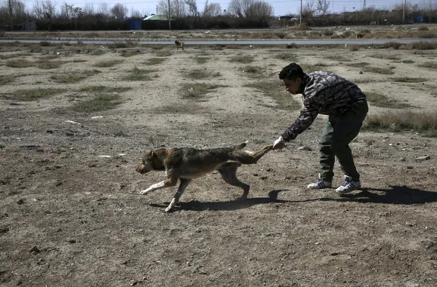 In this picture taken on Sunday, March 5, 2017, a Tehran's urban animal control worker catches a stray dog after being shot with his anesthetic dart on the outskirts of the capital Tehran, Iran. (Photo by Vahid Salemi/AP Photo)