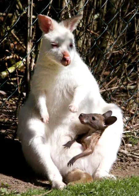 Bennett's tree-kangaroo Alberta carries her baby in her pouch on April 16, 2014 at the Marlow animal park in Marlow, eastern Germany. Albino kangaroo Alberta is one of the most famous residents of the park. (Photo by Bernd Wuestneck/AFP Photo)