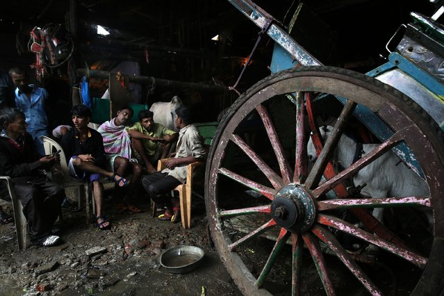 In this June 18, 2015 photo, owners chat inside a stable in Mumbai, India. (Photo by Rafiq Maqbool/AP Photo)