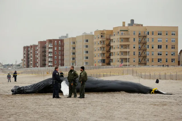 Law enforcement personnel stand next to a dead humpback whale that had washed up in New York, U.S., April 4, 2017. (Photo by Lucas Jackson/Reuters)