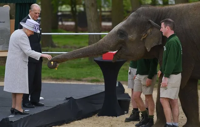 Britain's Prince Philip, Duke of Edinburgh (2L) watches as his wife Britain's Queen Elizabeth II feeds an elephant named 'Donna' after opening the new Centre for Elephant Care at ZSL Whipsnade Zoo in Whipsnade, north of London, on April 11, 2017. (Photo by Ben Stansall/AFP Photo)