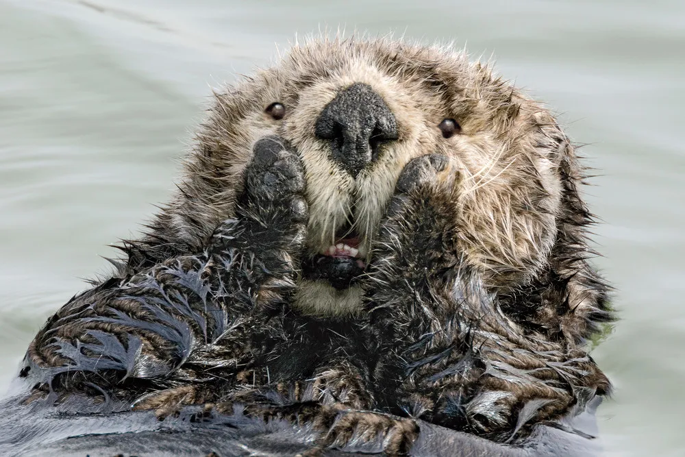 Comedy Wildlife Photography Awards 2019 Finalists