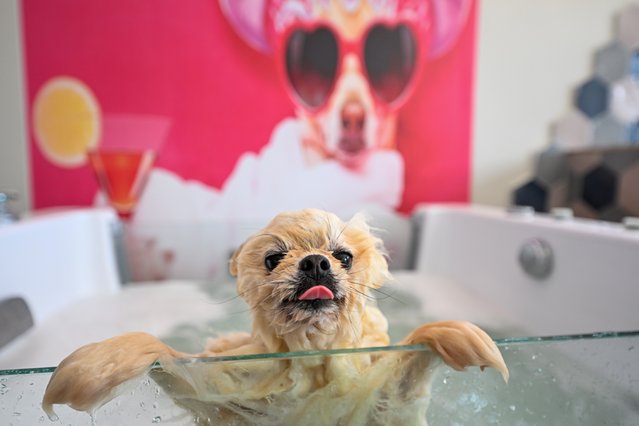 A dog is getting a bath at the pet hotel ahead of the Eid al-Adha in Gaziantep, Turkiye on June 07, 2024. The pet hotel, which was established in 2021 on an area of 5.500 square meters in 2021 and has a capacity of 51 pets, offers comfortable accommodation to the animal friends left by their owners those who go out of the city during the 9-day Eid al-Adha holiday. (Photo by Adsiz Gunebakan/Anadolu via Getty Images)