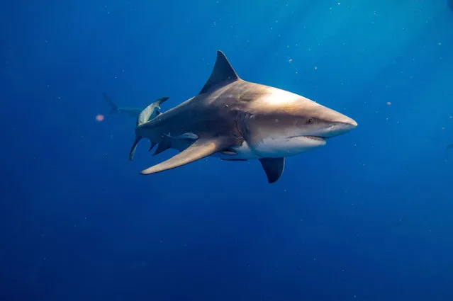Bull sharks swims off the coast of Jupiter, Florida on February 12, 2022. (Photo by Joseph Prezioso/AFP Photo)