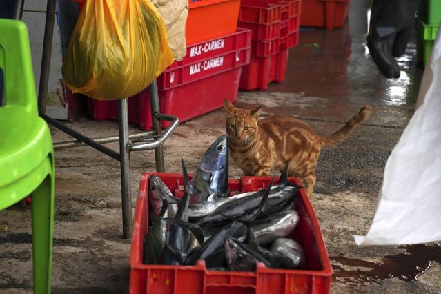 A cat glares at a stack of fish at a market in Chorrillos, Lima, Peru, Tuesday, July 16, 2024. (Photo by Guadalupe Pardo/AP Photo)