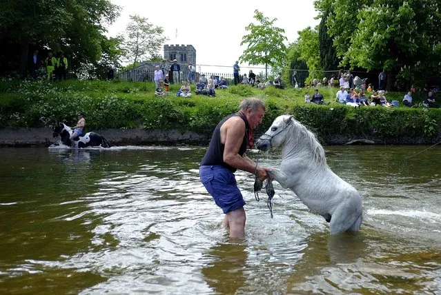 Members of the traveller community wash their horses in the river Eden during the horse fair in Appleby-in-Westmorland, northern Britain, June 2, 2016. (Photo by Phil Noble/Reuters)