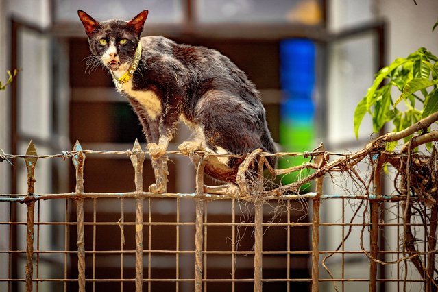 A muddied cat is seen after floodwaters brought about by Typhoon Gaemi receded on July 25, 2024 in Marikina, Metro Manila, Philippines. (Photo by Ezra Acayan/Getty Images)