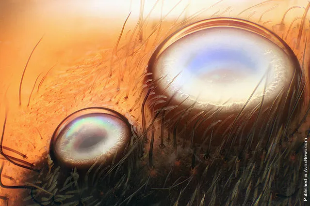 The anterior lateral and median eyes of a jumping spider, observed by Walter Piorkowski of South Beloit, Illinois