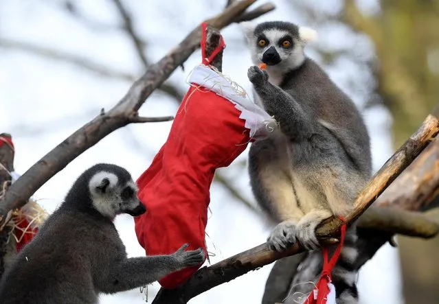 Lemurs eat food placed in Christmas season props at London Zoo in London, Britain, December 16, 2019. (Photo by Toby Melville/Reuters)