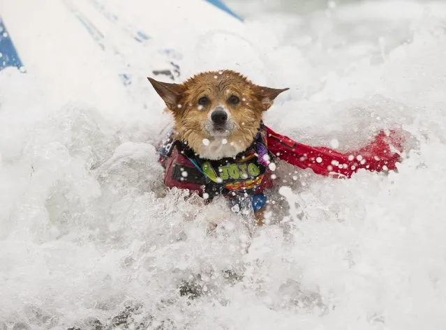 A corgi named Jojo crashes while riding a wave in the medium size dog competition during the 10th annual Petco Unleashed surfing dog contest at Imperial Beach, California August 1, 2015. (Photo by Mike Blake/Reuters)