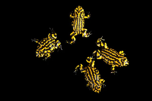 Southern corroboree frogs. This frog only occurs in montane and alpine environments in Kosciusko National Park, and is under threat from disease and climate change. It is at risk of extinction in the wild mainly due to chytridiomycosis, a disease caused by infection with amphibian chytrid fungus. It’s estimated there are less than 100 individuals left in the wild. Captive breeding is the only way to maintain genetic variation and prevent complete extinction of this frog species, and a national recovery program is in place to save them. (Photo by Joel Sartore/National Geographic Photo Ark/The Guardian)