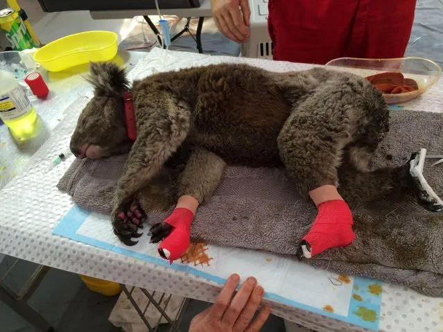 A treated koala lies on the table after being rescued from bushfires on Kangaroo Island, Australia on January 13, 2020. Some estimates suggest as many as a billion animals, including livestock and domestic pets, have either died in the blazes or are at risk in their aftermath due to a lack of food and shelter. (Photo by RSPCA South Australia via Reuters)