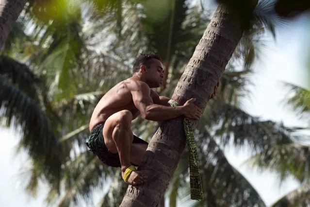 A man climbs in a tree as he compets in the first world championship of coconut palm climbing, in Papeete, on July 15, 2017 as part of the great cultural festival of Polynesians. For the occasion the first world championships of coconut palm climbing was organised. Competitors came from French Polynesia (Tahiti, Bora Bora, Huahine and the Australes), but also from all the Pacific, from Hawaii or the Samoa Islands to take part in the race. (Photo by Gregory Boissy/AFP Photo)