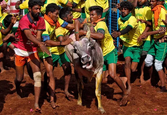 Villagers try to control a bull during a bull-taming festival, which is part of south India's harvest festival of Pongal, on the outskirts of Madurai town, in Tamil Nadu, India, January 15, 2020. (Photo by P. Ravikumar/Reuters)