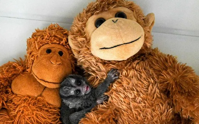 A grey-bellied Night Monkey (Aotus Lemurinus) plays with teddy bears at the veterinary clinic of the Cali Zoo in Cali, Colombia on January 27, 2020. (Photo by Luis Robayo/AFP Photo)