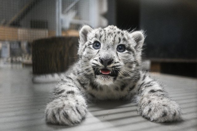 A vulnerable newborn snow leopard, 2-months-old, plays with her sister and their mother Natasja, 7-years-old, in their enclosure at Wroclaw Zoo, Wroclaw, Poland on July 24, 2023. It is estimated that the global population of snow leopards is about 4-7 thousand individuals, and has declined by at least 20% over the past two decades due to habitat loss, loss of food base, poaching and persecution. The species was listed as in dangerous, but to the education and breeding programs by zoos, it is now listed as vulnerable. (Photo by Omar Marques/Anadolu Agency via Getty Images)