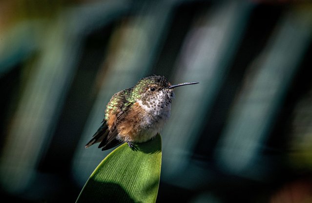 A female Allen's hummingbird rests atop the leaf of an amaryllis plant in a suburban garden of Orange County, California on October 14, 2024. (Photo by Bruce Chambers/ZUMA Press Wire/Rex Features/Shutterstock)