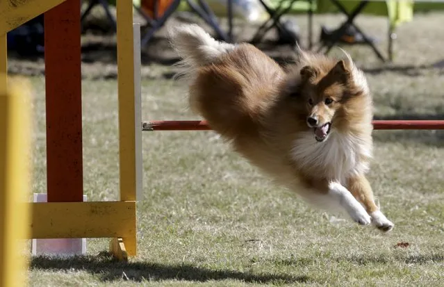 A dog jumps over an obstacle during the International Agility Riga Cup competition in Riga, Latvia, August 15, 2015. (Photo by Ints Kalnins/Reuters)