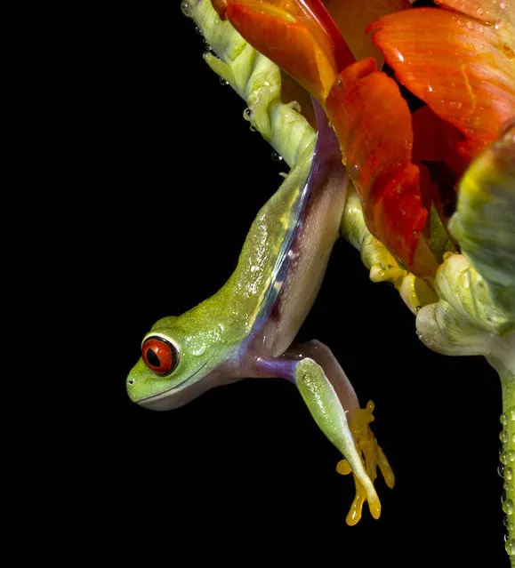 The Red-eyed Treefrog (Agalychnis callidryas)