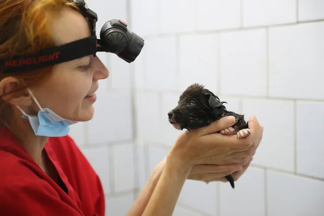 Anna Sovtus, a Ukrainian veterinarian working with The Dogs of Chernobyl initiative, tends to a stray puppy she had just washed in the bathroom sink at a makeshift veterinary clinic inside the Chernobyl exclusion zone on August 17, 2017 in Chornobyl, Ukraine. (Photo by Sean Gallup/Getty Images)