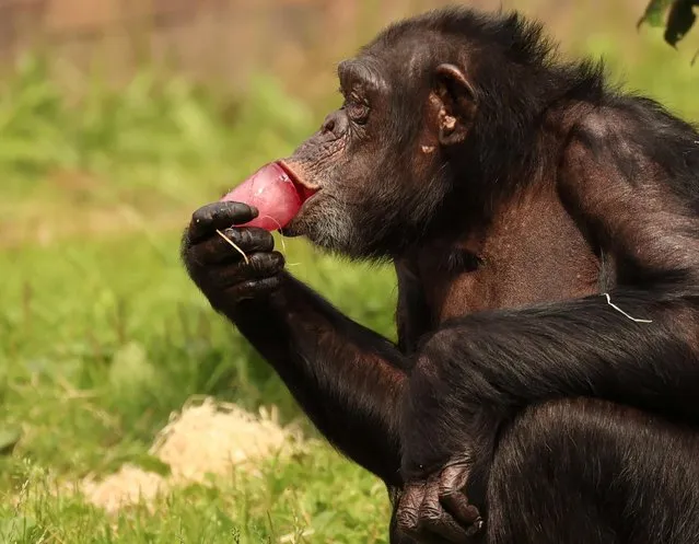 A Chimpanzee sucks on a block of flavoured ice at Chester Zoo in Chester, Britain, July 19, 2022. (Photo by Phil Noble/Reuters)