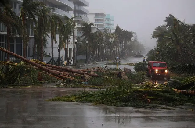 A vehicle passes downed palm trees and two cyclists attempt to ride as Hurricane Irma passed through the area on September 10, 2017 in Miami Beach, Florida. Florida is taking a direct hit by the Hurricane which made landfall in the Florida Keys as a Category 4 storm on Sunday, lashing the state with 130 mph winds as it moves up the coast. (Photo by Joe Raedle/Getty Images)