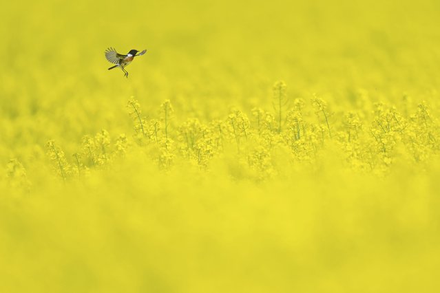 A stonechat flies up from a canola plant because of a gust of wind in Petershagen, Germany, Wednesday, Mai 11, 2022. (Photo by Lino Mirgeler/dpa via AP Photo)