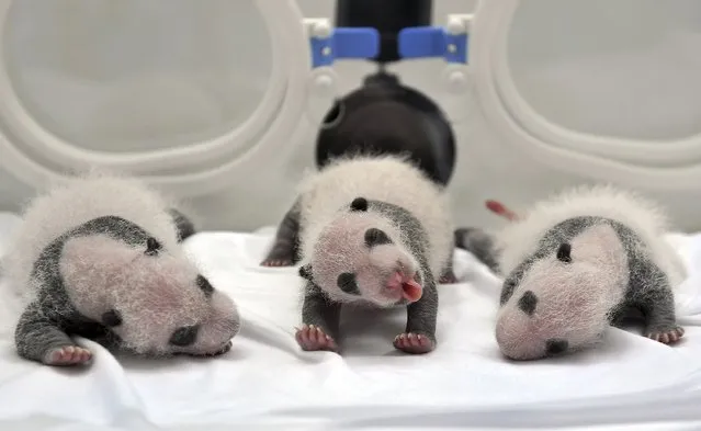 Newborn giant panda triplets, which were born to giant panda Juxiao (not pictured), are seen inside an incubator at the Chimelong Safari Park in Guangzhou, Guangdong province August 17, 2014. According to local media, this is the fourth set of giant panda triplets born with the help of artificial insemination procedures in China, and the birth is seen as a miracle due to the low reproduction rate of giant pandas. (Photo by Reuters/Stringer)