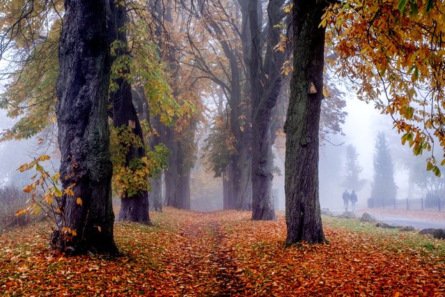 People walk next to an alley of trees in Sierksdorf at the Baltic Sea, Germany, on a foggy Saturday, October 26, 2024. (Photo by Michael Probst/AP Photo)