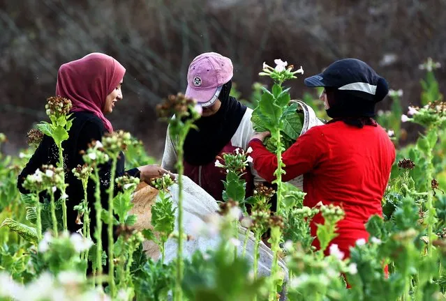 Family members of tobacco farmer Hekmat Khalil and some Syrian women workers collect the tobacco leaves in his tobacco field in the village of Srifa in southern Lebanon, 25 July 2016. Hekmat Khalil, also known as Abu Ali (The father of Ali), rents a farm land of 20 thousand meters square yearly to grow Tobacco, assisted by his family members, he also hire female Syrian refugees to help his wife drying the tobacco leaves. (Photo by Nabil Mounzer/EPA)