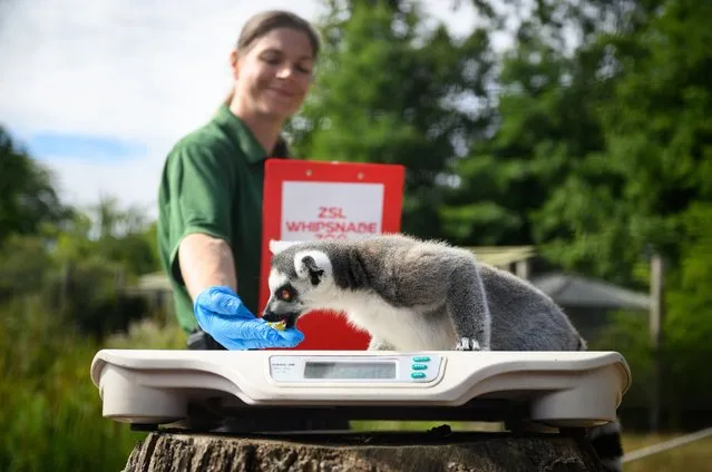 A Ring-tailed limar is weighed by keeper Jane Storr during a photo-call at ZSL Whipsnade Zoo on August 23, 2022 in Dunstable, England. As part of their regular check-ups, 10,000 animals are having their vital statistics recorded as a way of keeping track of their health and well-being at the UK's largest Zoo. (Photo by Leon Neal/Getty Images)
