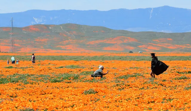 A girl poses in the cap and gown of her graduation outfit in poppy fields near the Antelope Valley California Poppy Reserve on April 16, 2020 in Lancaster, California where the annual spring bloom is underway. This year's bloom is being live-streamed as park grounds remain closed since late March due to the coronavirus pandemic. (Photo by Frederic J. Brown/AFP Photo)