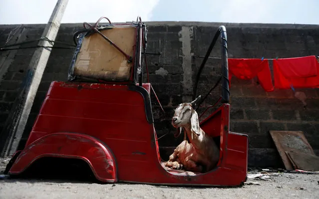 A goat sits inside a body part of a three-wheeler in a Muslim village in Colombo, Sri Lanka June 13, 2017. (Photo by Dinuka Liyanawatte/Reuters)