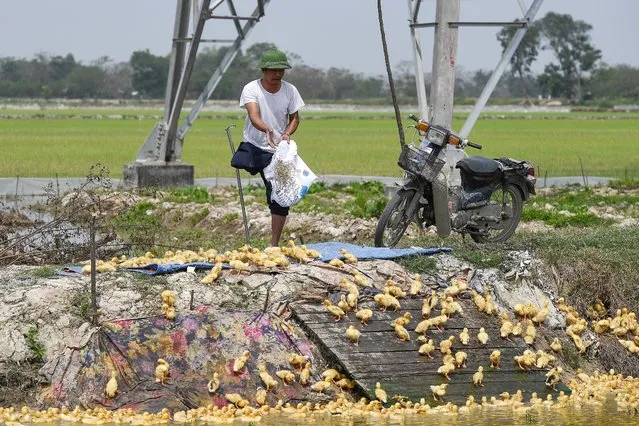 A farmer feeds a flock of ducklings at a private farm in Hanoi on February 28, 2020. (Photo by Nhac Nguyen/AFP Photo)