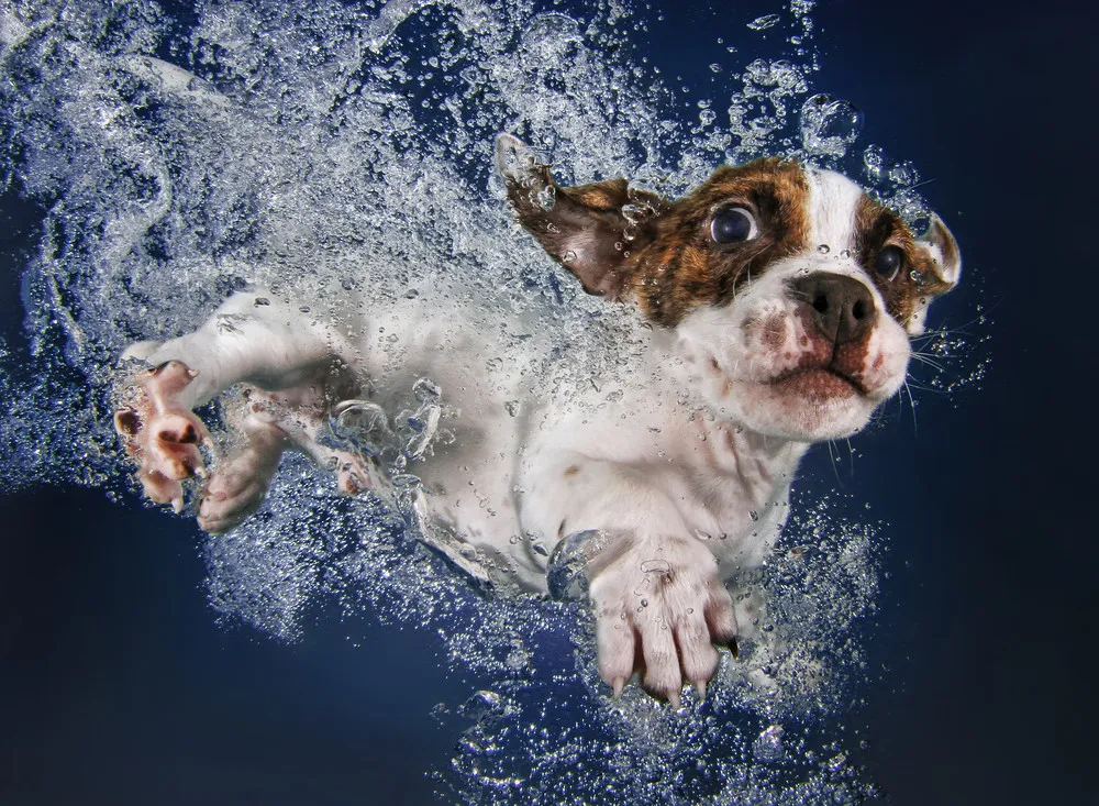 Underwater Puppies by Seth Casteel