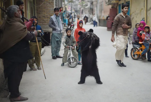 A Pakistani performer makes a bear dance for bystanders in a street in Rawalpindi on January 15, 2017. (Photo by Farooq Naeem/AFP Photo)