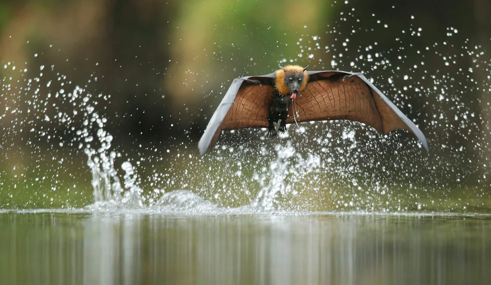 The Veolia Environnement Wildlife Photographer of the Year Competition