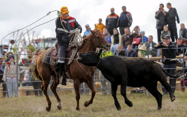 A participant ropes a calf during the Russian Rodeo in the village of Kotliakovo, Bryansk region, southeast of Moscow, Russia, September 12, 2015. (Photo by Maxim Shemetov/Reuters)
